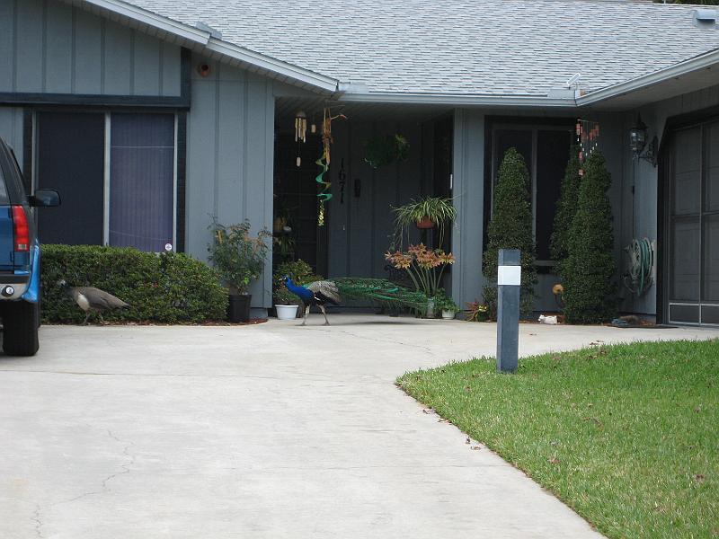 Picture 010